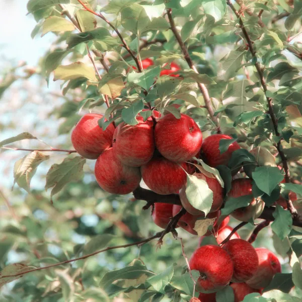 Original Apples